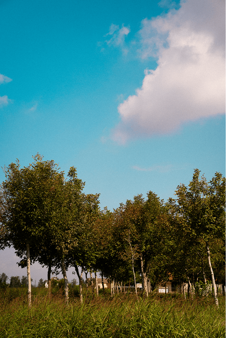 Foto di ambiente naturale con alberi e cielo